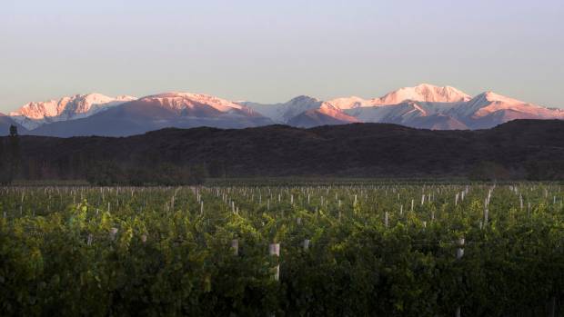 El Enemigo Wines - Image 3